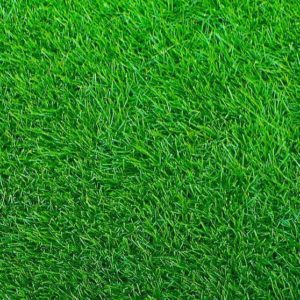 best zoysia lawn mower on The Grass PatchEmerald Zoysia | The Grass Patch