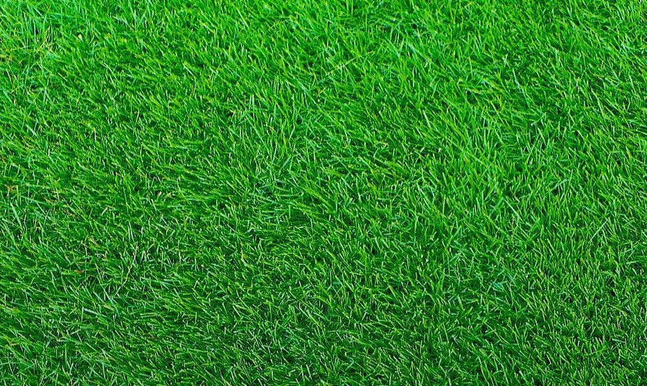 The Grass Patchemerald Zoysia The Grass Patch